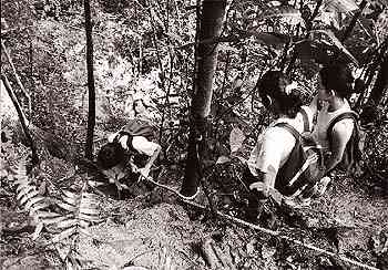 Jungle trekking